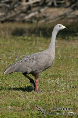 Cape Barren Goose 0528.jpg