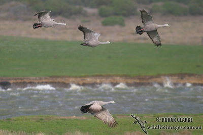 Cape Barren Goose 5976.jpg