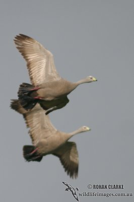 Cape Barren Goose 5983.jpg