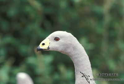 Cape Barren Goose s0058.jpg