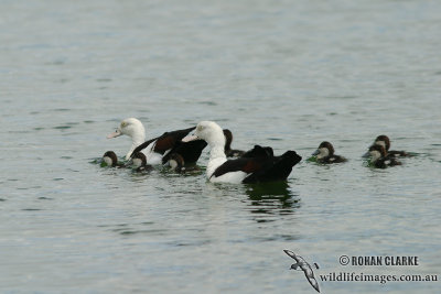 Radjah Shelduck 4211.jpg