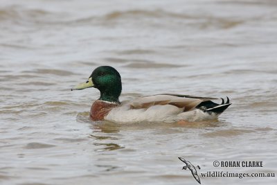 Mallard 3940.jpg