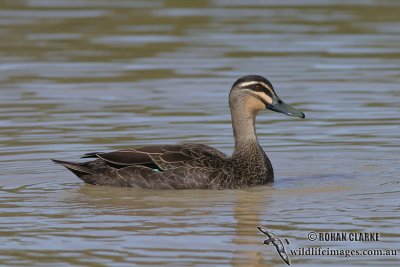 Pacific Black Duck 3305.jpg