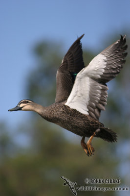 Pacific Black Duck 5680.jpg