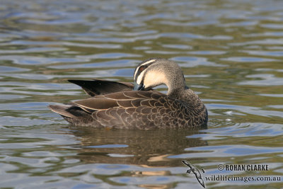 Pacific Black Duck 6473.jpg