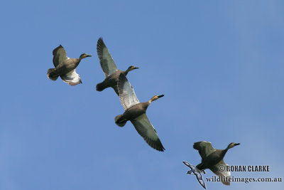 Pacific Black Duck 6687.jpg