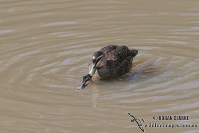 Pacific Black Duck 7475.jpg