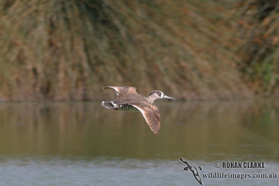 Pink-eared Duck 5617.jpg