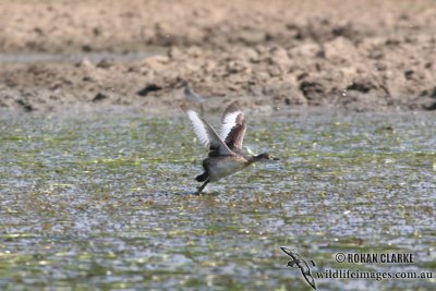 Australasian Grebe 0742.jpg