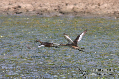 Australasian Grebe 0807.jpg