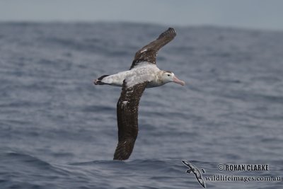 Antipodean Albatross 2029.jpg