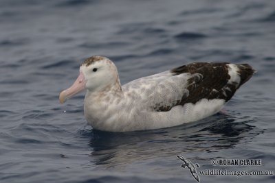Antipodean Albatross 2064.jpg