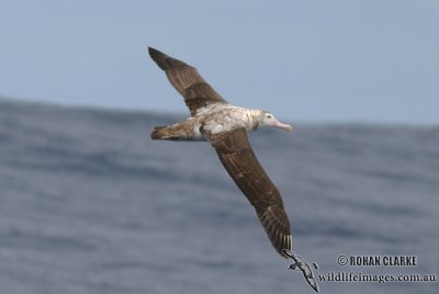 Antipodean Albatross 2171.jpg