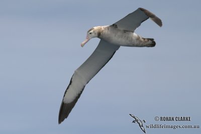 Antipodean Albatross 2180.jpg