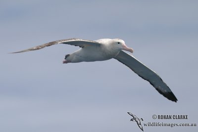 Wandering Albatross 2182.jpg