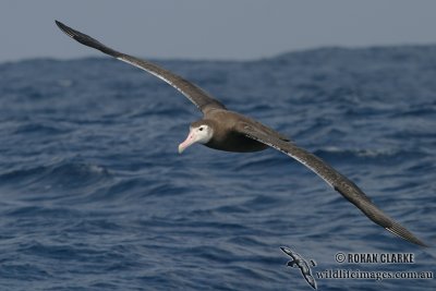 Wandering Albatross 2207.jpg