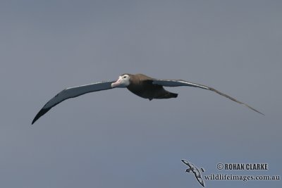 Wandering Albatross 2278.jpg
