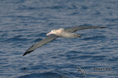 Wandering Albatross 2860.jpg