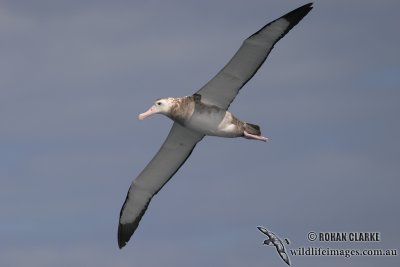 Wandering Albatross 3920.jpg