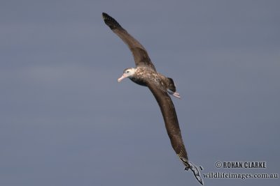 Wandering Albatross 3924.jpg