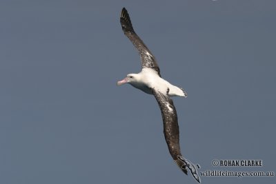 Wandering Albatross 3962.jpg