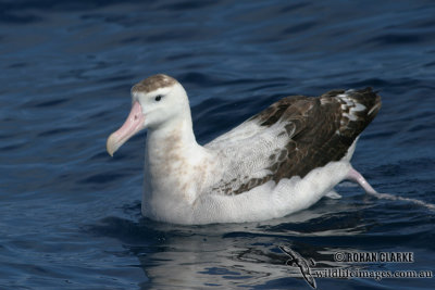 Antipodean Albatross 3964.jpg