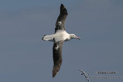 Wandering Albatross 3968.jpg