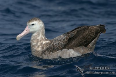 Wandering Albatross 3973.jpg