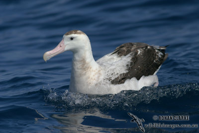 Antipodean Albatross 3977.jpg