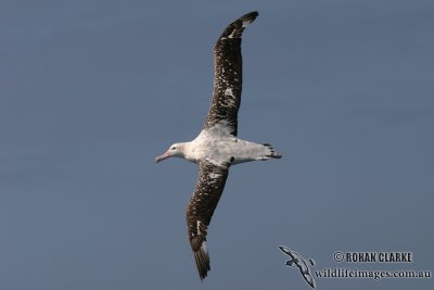 Wandering Albatross 3984.jpg