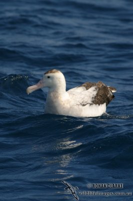 Antipodean Albatross 4016.jpg