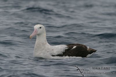 Wandering Albatross 4207.jpg
