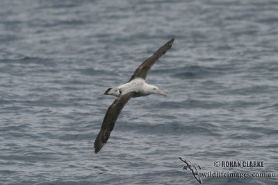 Wandering Albatross 4218.jpg