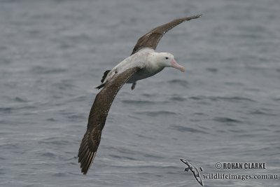 Wandering Albatross 4221.jpg