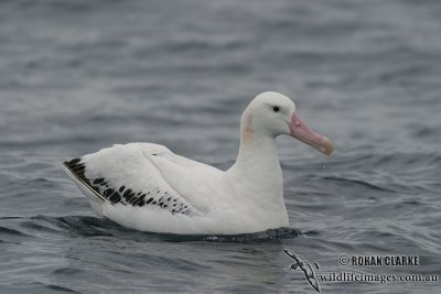 Wandering Albatross 4229.jpg