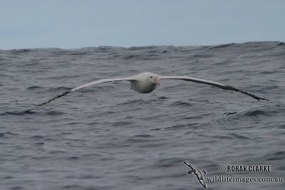 Wandering Albatross 4244.jpg