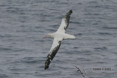 Wandering Albatross 4254.jpg