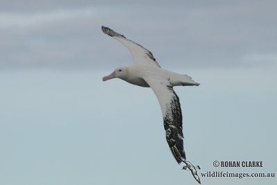 Wandering Albatross 4256.jpg
