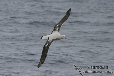 Wandering Albatross 4260.jpg