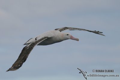 Wandering Albatross 4263.jpg