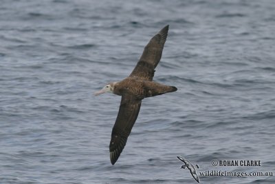 Wandering Albatross 4265.jpg