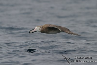 Wandering Albatross 4278.jpg