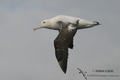 Wandering Albatross 4567.jpg
