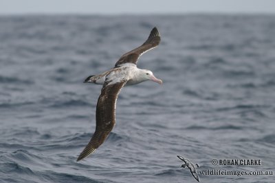 Wandering Albatross 4581.jpg