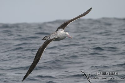 Wandering Albatross 4583.jpg