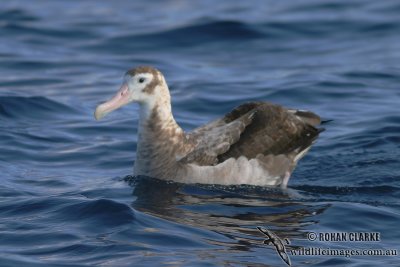 Wandering Albatross 5591.jpg