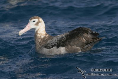 Wandering Albatross 5596.jpg