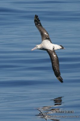 Wandering Albatross 6229.jpg