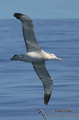 Wandering Albatross 6234.jpg