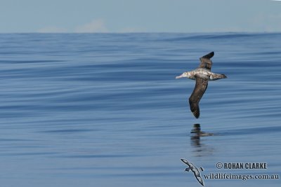 Wandering Albatross 6244